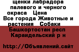 щенки лабрадора палевого и черного окраса › Цена ­ 30 000 - Все города Животные и растения » Собаки   . Башкортостан респ.,Караидельский р-н